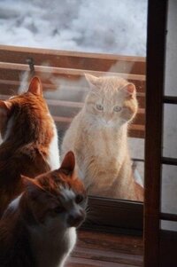 外にいる野良猫と家の中の飼い猫が窓越しに見詰め合っている時っ Yahoo 知恵袋