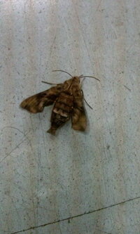蛾でしょうか 気持ちの悪い画像で申し訳ありません 家の中に入って Yahoo 知恵袋