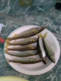 何ていうお魚でしょうか 昨日 琵琶湖で鮎釣りをしました Yahoo 知恵袋