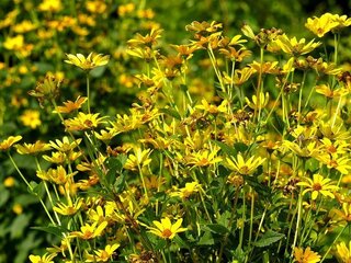 この花の名前を教えて下さい コスモスに似た黄色い花です 葉の Yahoo 知恵袋