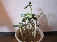 金のなる木 通称 葉が落ちるのは何故でしょうか 縁側で鉢植えの金のなる木 Yahoo 知恵袋