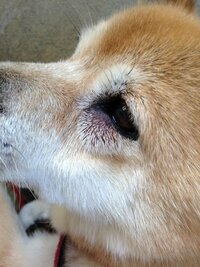 犬の目の下が腫れています朝から外につないでおいてお昼に見たら写真のよう Yahoo 知恵袋