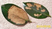 山茶花の葉に異変 添付写真のように山茶花の葉に異変が発生しました Yahoo 知恵袋