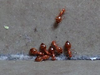 7ｍｍほどの赤い蟻 頭部は1ｍｍ程度とごく小さく 腹部は3ｍｍ程度で蜂 Yahoo 知恵袋