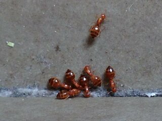 7ｍｍほどの赤い蟻 頭部は1ｍｍ程度とごく小さく 腹部は3ｍｍ程度で蜂 Yahoo 知恵袋