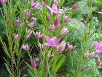 サザンクロス クロウエア の葉が茶色く変色し 鮮やかだった花色も薄く褪せてしま Yahoo 知恵袋