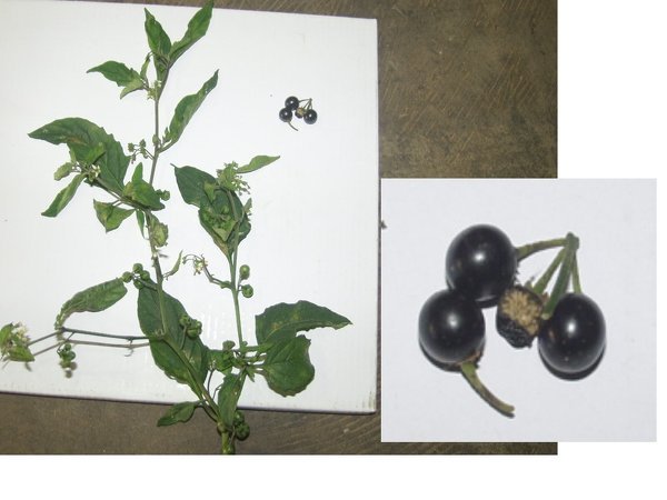 100以上 ブルーベリー みたいな実 雑草