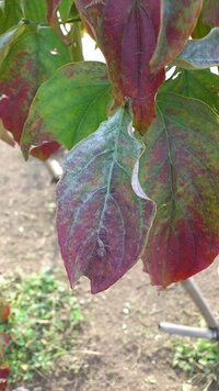 ハナミズキの花が不調です庭に植えてあるハナミズキですがここ数年 蕾を付け Yahoo 知恵袋