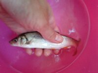 多摩川の川魚はおいしいですか 天ぷらにして食べたいです あと冬の川魚は Yahoo 知恵袋