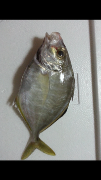 この魚の名前を教えてください アジの仲間でカイワリという魚ですね Yahoo 知恵袋