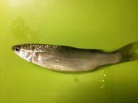 この魚何ですか 大阪の淀川で釣れました この魚何ですか 食べられ Yahoo 知恵袋