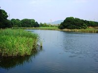 バス釣りでいうヘビーカバーと雷魚釣りでいうヘビーカバーは意味が Yahoo 知恵袋