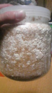 今月の２４日に詰めた菌糸ビンですが 今日見たらキノコが生えて Yahoo 知恵袋