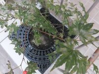 写真のもみじの白い斑点はうどんこ病でしょうか 自宅を新築した際に Yahoo 知恵袋