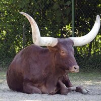 紙の ｏｅｄ をお持ちのかた お願いします Ankole に Yahoo 知恵袋