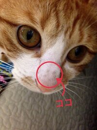 猫の鼻の頭にシミのようなものができました 猫 2歳3ヶ月 の鼻の Yahoo 知恵袋