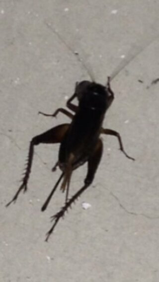 この虫なんですか アップですみません ゴキブリなのかコオロギ Yahoo 知恵袋