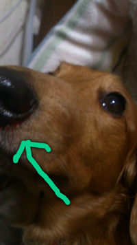 犬の鼻血について いぬが鼻血を出しました 左の鼻の穴からです Yahoo 知恵袋