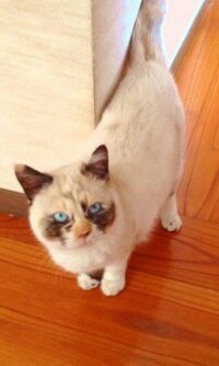うちの猫はシャム雑種ですか 光の加減によって青い目から赤い目になったり Yahoo 知恵袋