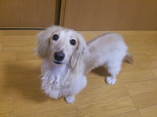 愛犬の事で質問です クリームダックスなんですけど 足だけ白い毛なんです Yahoo 知恵袋