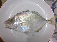 回遊魚の見分け方に詳しい方に質問です 祖母がお茶友達の漁師さんから画像 Yahoo 知恵袋