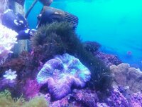 海水魚水槽で増える海藻の駆除について 海水魚水槽を立ち上 Yahoo 知恵袋
