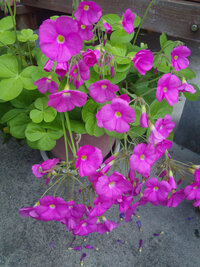 庭にある植木鉢に花が勝手に咲いたのですが 何の花か教えてほしいです Yahoo 知恵袋
