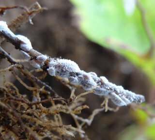 この害虫駆除についてお教えください コナカイガラムシでしょう Yahoo 知恵袋