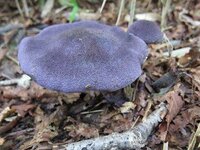 この紫のキノコはムラサキフウセンタケでしょうか 図鑑を見ても Yahoo 知恵袋