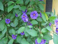 なんという花ですか ペチュニアに似た花が今綺麗に咲いています 草 Yahoo 知恵袋