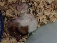 植木鉢などにハムスターを埋めた後 どれくらいで骨の状態になるんで Yahoo 知恵袋