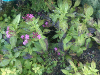 植えているペンタスが写真のように葉が真っ黒になってしまいました これは Yahoo 知恵袋
