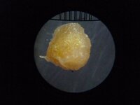 コリドラスの産卵について質問です 現在 18リットルの水槽にグッピーメ Yahoo 知恵袋