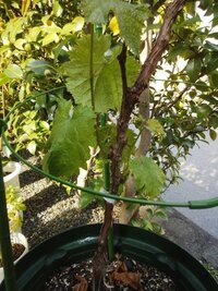 レンギョウの挿し木ですが新しい芽 枝 でも大丈夫でしょうか 挿し Yahoo 知恵袋