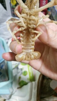 ザリガニのセメント線について 今日 ショップで白ザリガニのメスを Yahoo 知恵袋