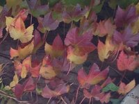 今日紅葉している蔦を裏山で見つけたのですが鉢に植え替えしても Yahoo 知恵袋