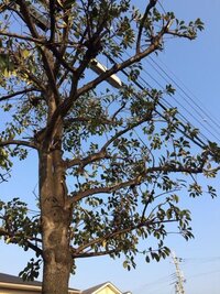 この樹木の名前を教えてください 街路樹で 今 赤い実がついて Yahoo 知恵袋