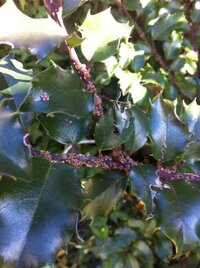 ヒイラギに着いた虫の駆除について画像の虫がついております 刺されると電気 Yahoo 知恵袋