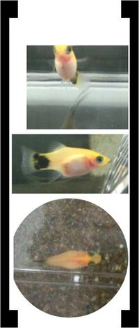 産卵箱にプラティーを２匹入れても大丈夫でしょうか 現在 妊娠 Yahoo 知恵袋