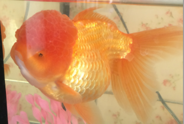 金魚の目についての質問です 目は問題なく見えているのでしょうか Yahoo 知恵袋