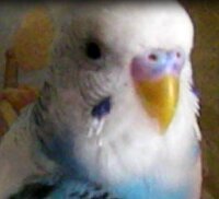 セキセイインコは 何ヶ月から鼻が青になりますか 回答お願いします Yahoo 知恵袋