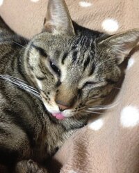 ねこの舌が割れてるんですが 飼っているねこが舌を出したまま寝 Yahoo 知恵袋