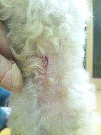 犬の耳元に出来た毛玉をハサミでカットしてたら 誤って少し皮膚を切っ Yahoo 知恵袋