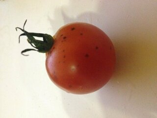 スーパーで購入したトマトに黒い点があったのですが スーパーで購入 Yahoo 知恵袋