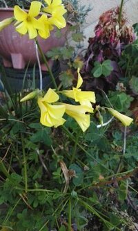黄色い花の名前をおしえて下さい カタバミっぽい葉がついてました Yahoo 知恵袋