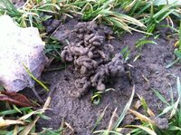 近所の公園の土の上に何かのフンのようなものがたくさんあります子供が遊ぶ Yahoo 知恵袋