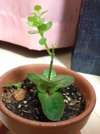 カランコエの切り戻し剪定について 植物を育てたことがほぼない初心者です Yahoo 知恵袋