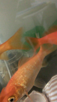 冬の間 外に出していた金魚がひっくり返っています どうしてひっく Yahoo 知恵袋