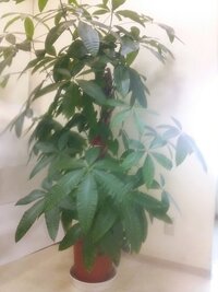 パキラの選び方 観葉植物 パキラ の選び方パキラの茶色い木の部 Yahoo 知恵袋