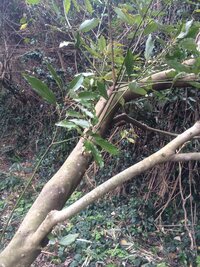 農業放棄地に大量に雑木が繁殖し困っております 先日も数本伐採 Yahoo 知恵袋